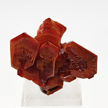 VANADINITE – Blood-Red Petal-Shaped Crystal Cluster, Mibladen, Morocco