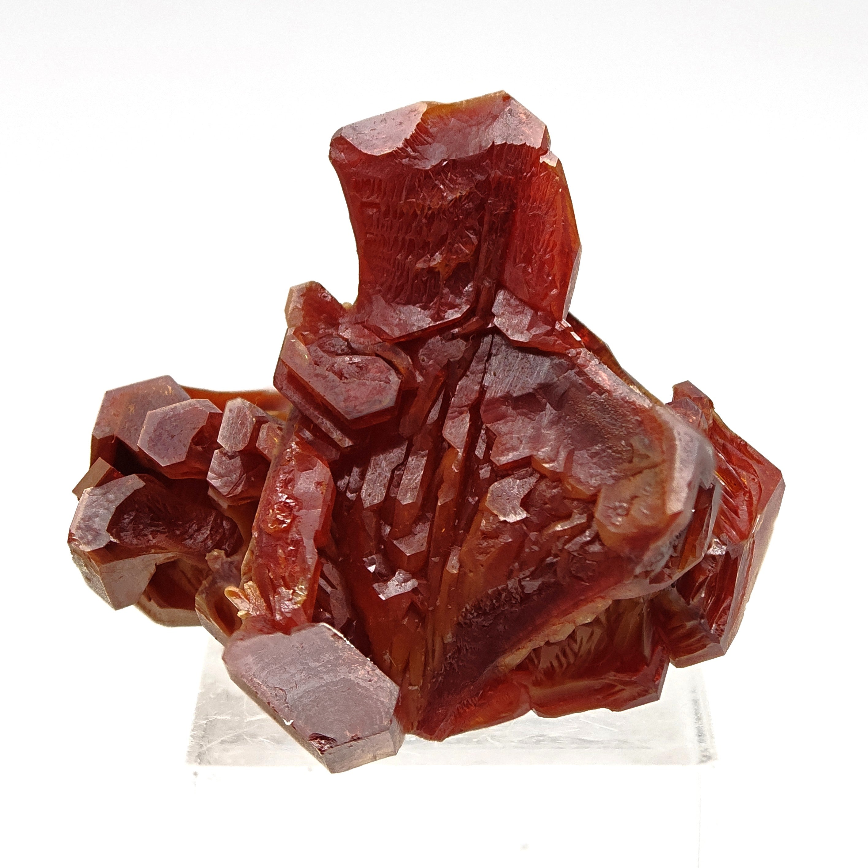 VANADINITE – Blood-Red Petal-Shaped Crystal Cluster, Mibladen, Morocco