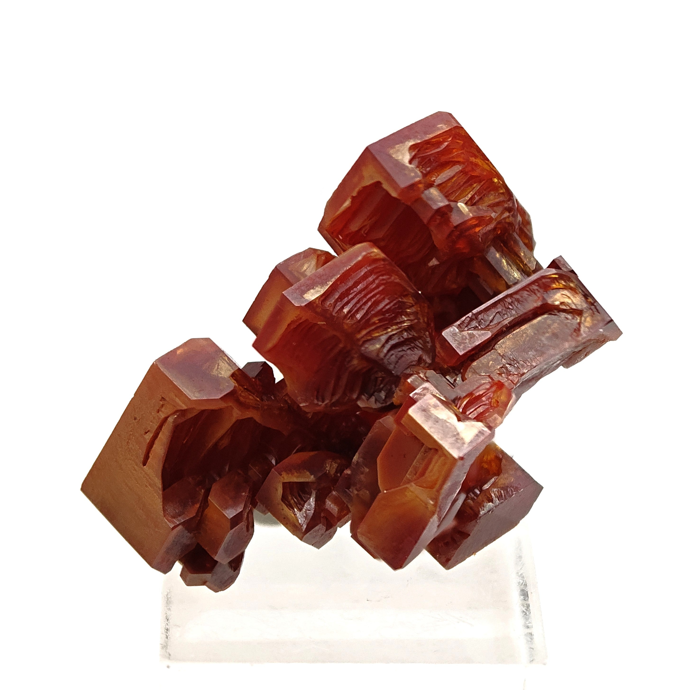 VANADINITE – Blood-Red Petal-Shaped Crystal Cluster, Mibladen, Morocco