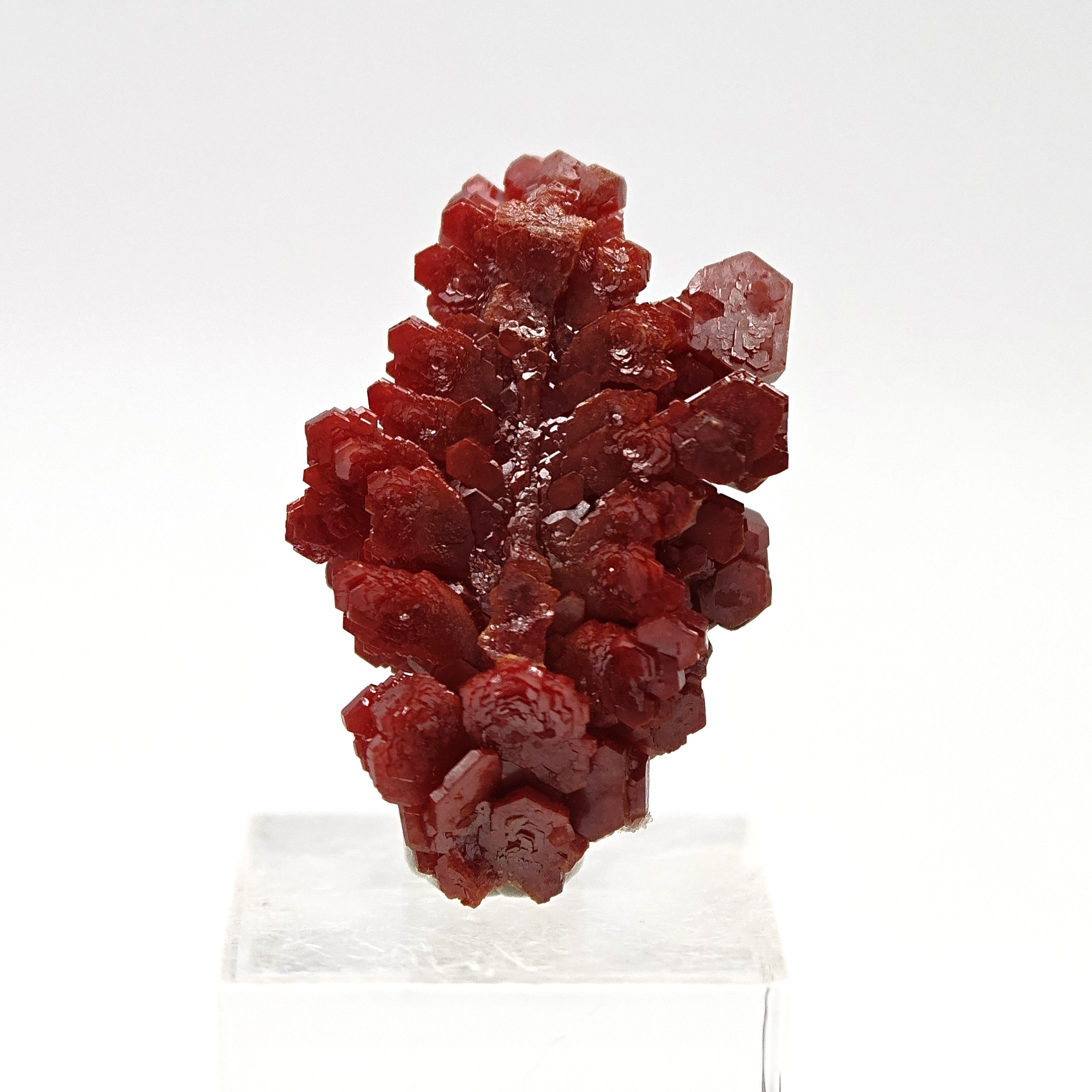 VANADINITE – Blood-Red Petal-Shaped Crystal Plate, Mibladen, Morocco