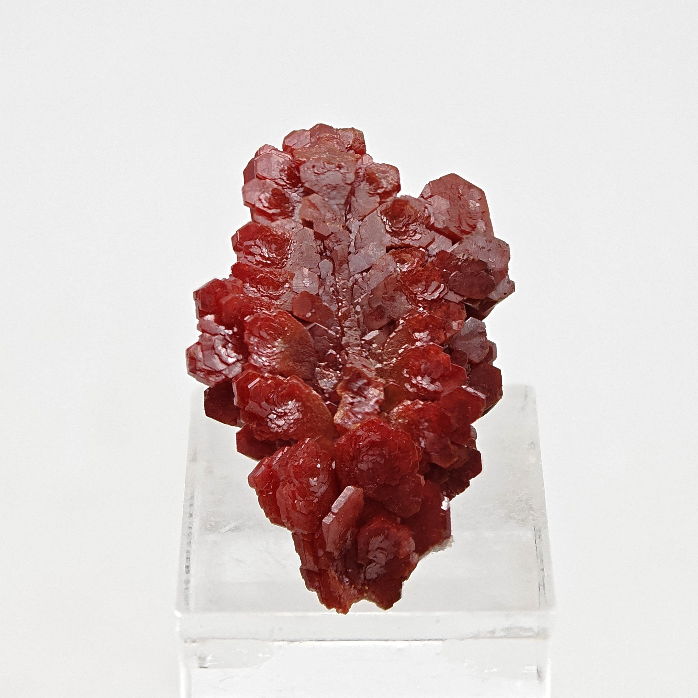 VANADINITE – Blood-Red Petal-Shaped Crystal Plate, Mibladen, Morocco