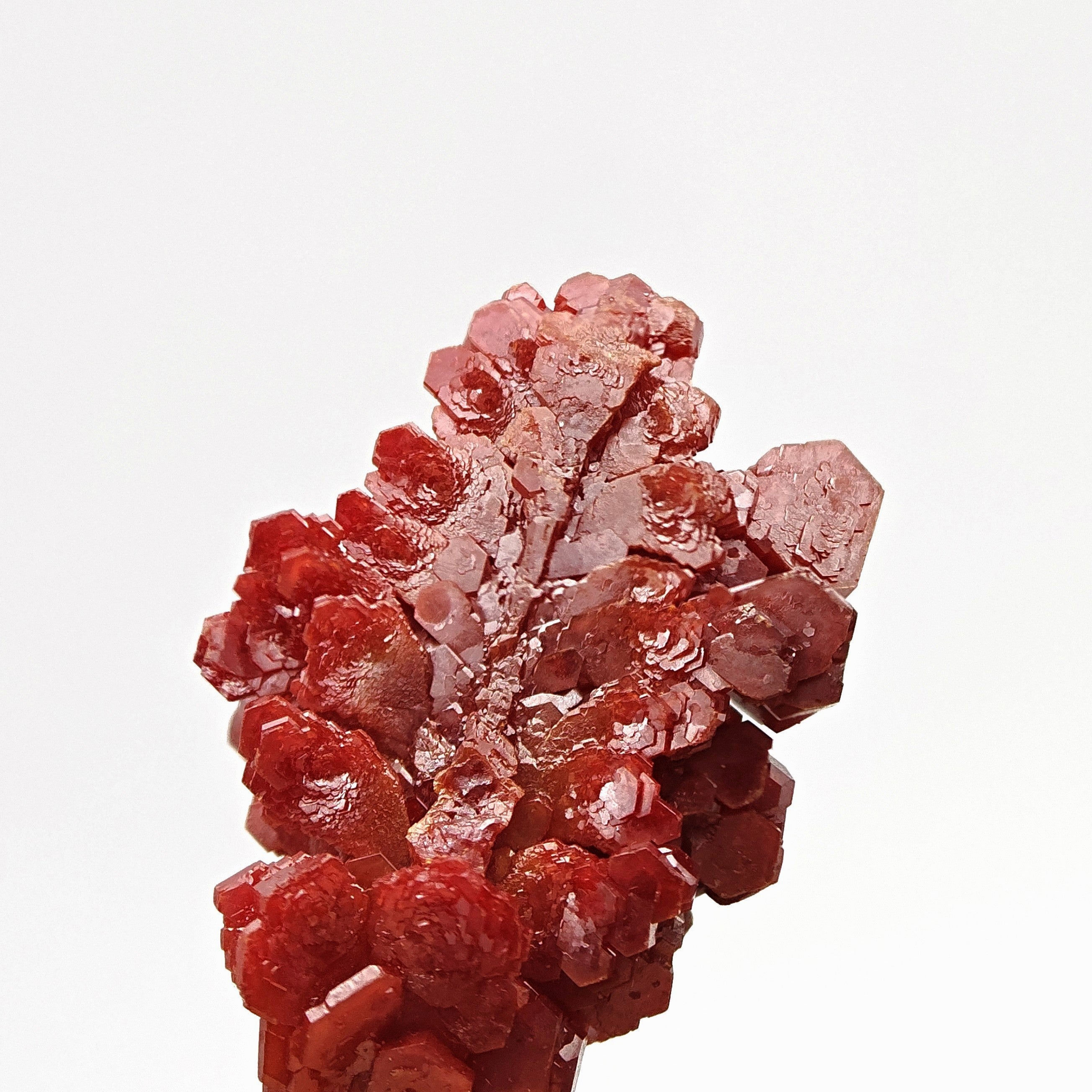 VANADINITE – Blood-Red Petal-Shaped Crystal Plate, Mibladen, Morocco