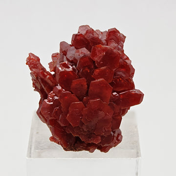 VANADINITE – Blood-Red Petal-Shaped Crystal Plate, Mibladen, Morocco
