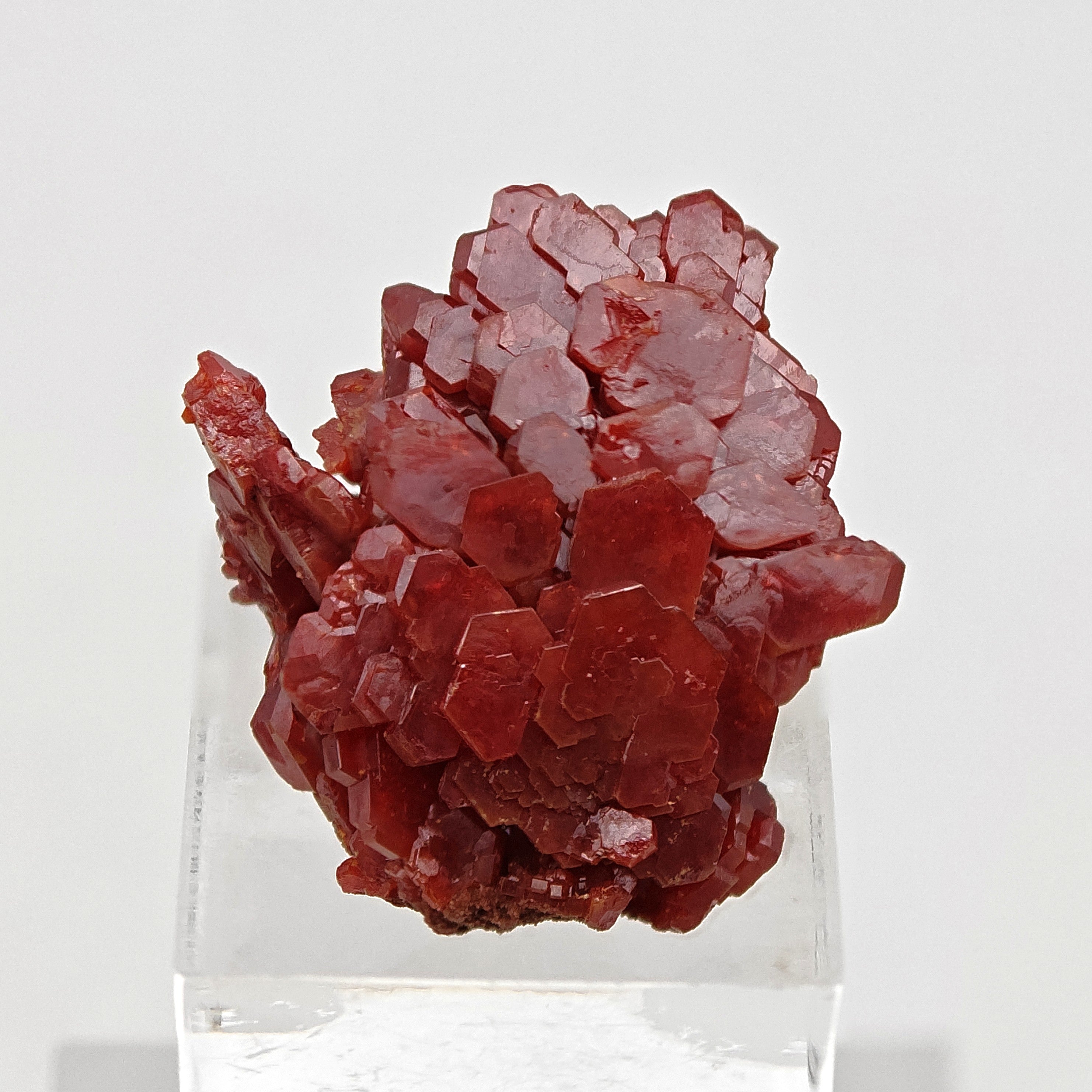 VANADINITE – Blood-Red Petal-Shaped Crystal Plate, Mibladen, Morocco