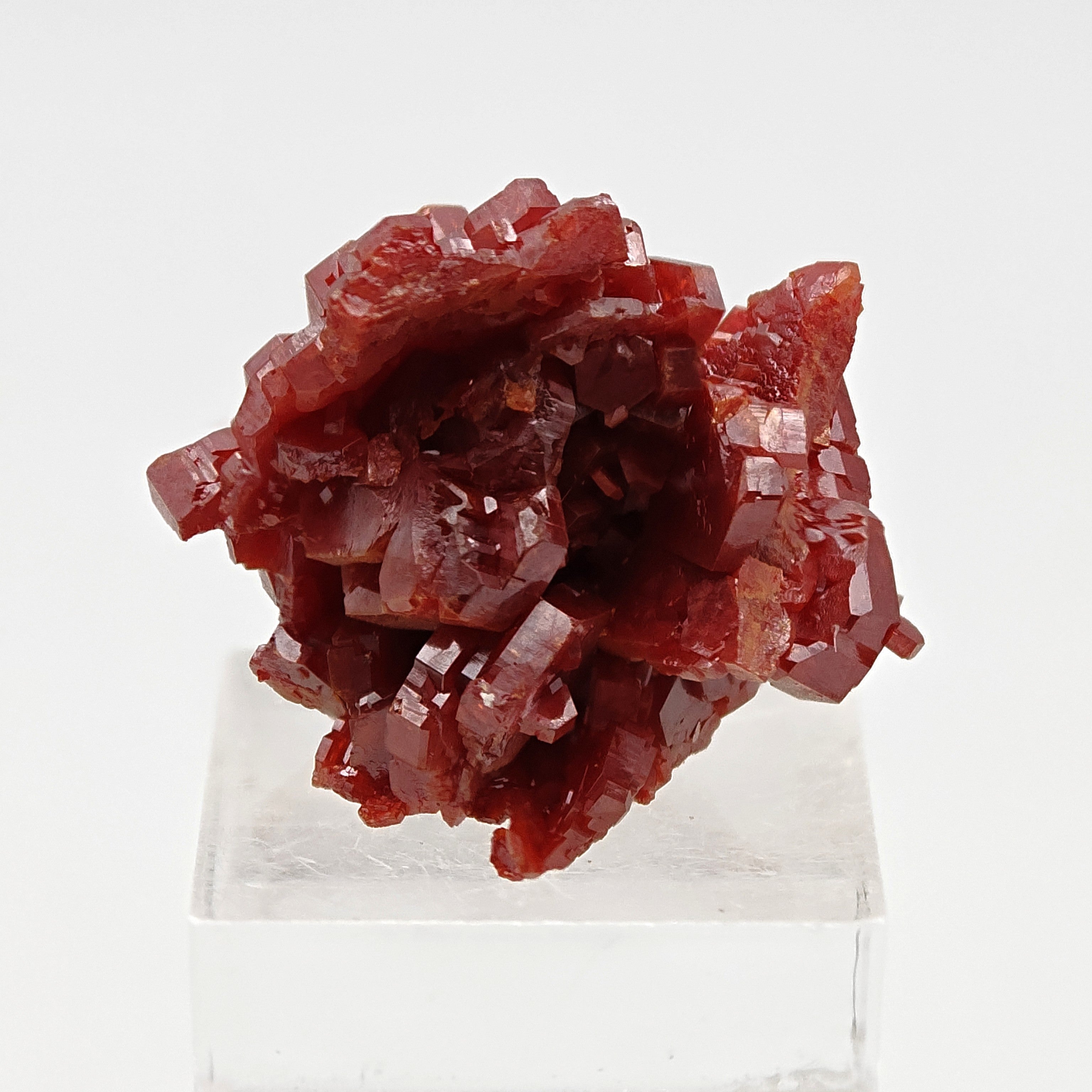 VANADINITE – Blood-Red Petal-Shaped Crystal Plate, Mibladen, Morocco
