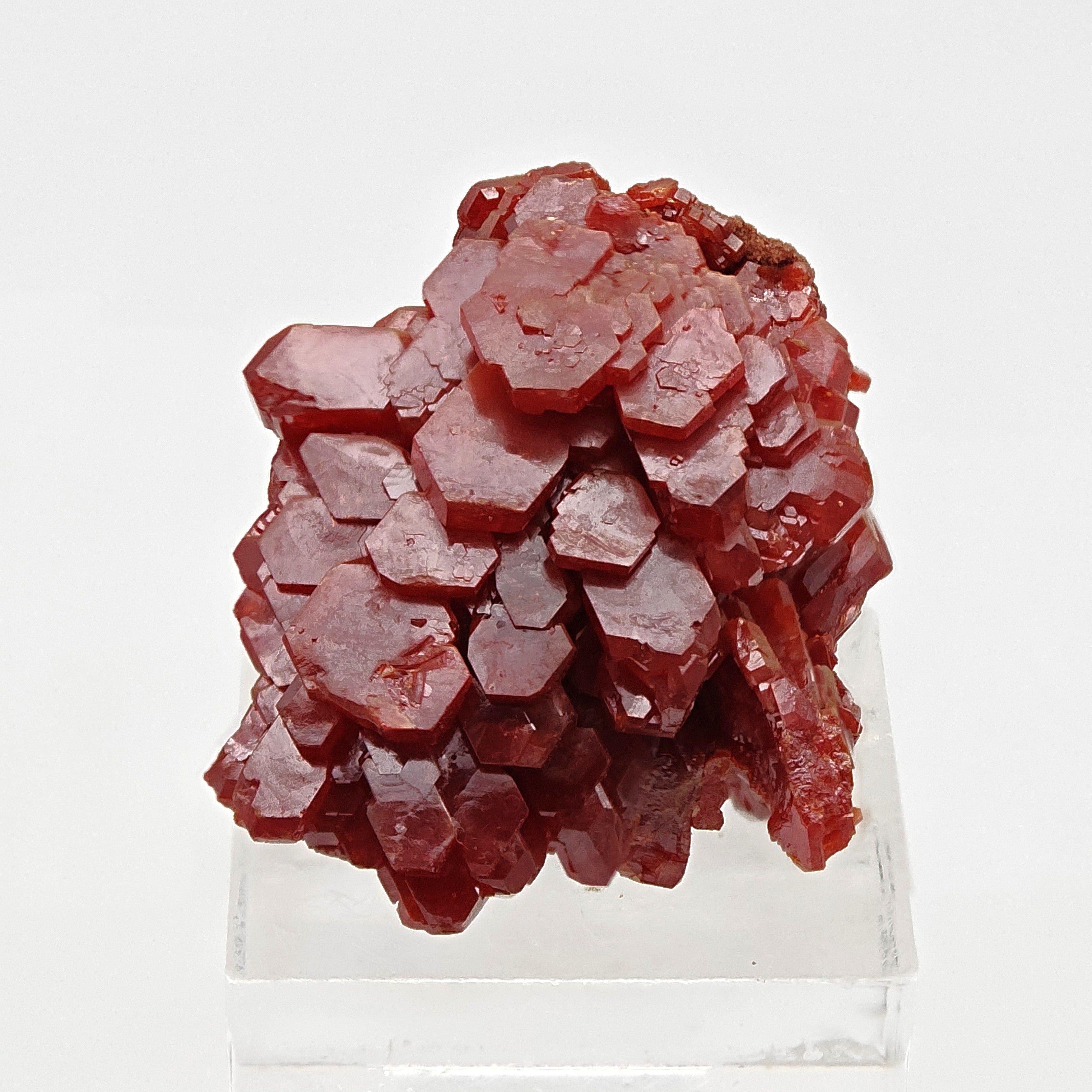 VANADINITE – Blood-Red Petal-Shaped Crystal Plate, Mibladen, Morocco
