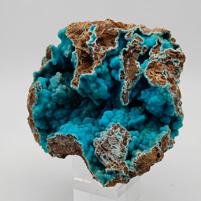 Front view of hemimorphite specimen showing vivid blue botryoidal crystals, Sa Duchessa Mine, Sardinia