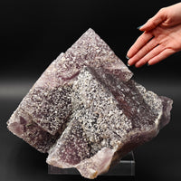 FLUORITE – 30cm Museum Size, Huge Crossed Crystals Studded with Quartz, Morocco