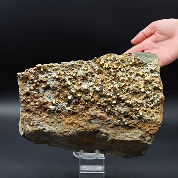 PYRITE – Hundreds of Golden Pyritohedron Crystals on Matrix, Elba Island, Italy