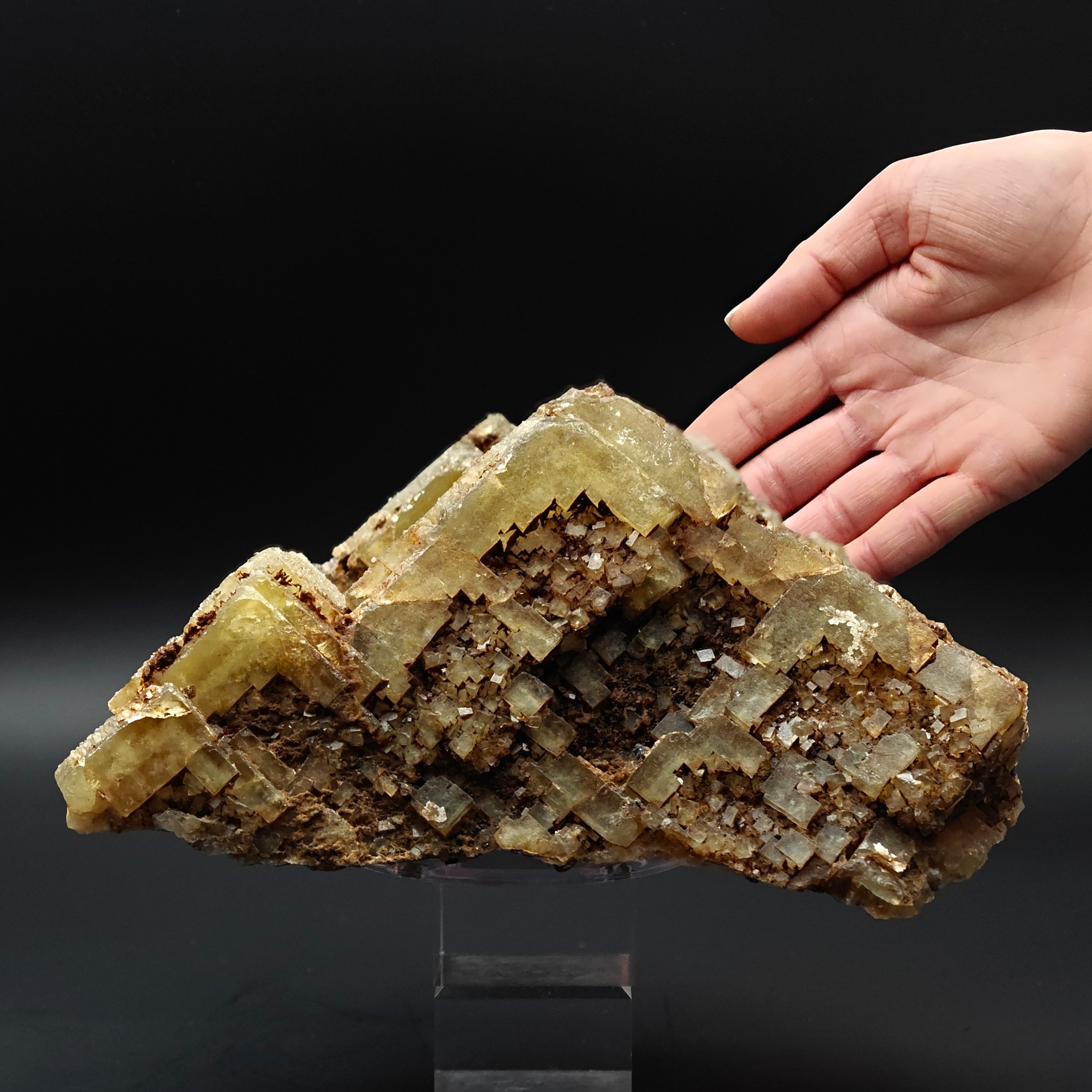FLUORITE –  Yellow Giant Recrystallized Cubic Crystal with Stepped Growth