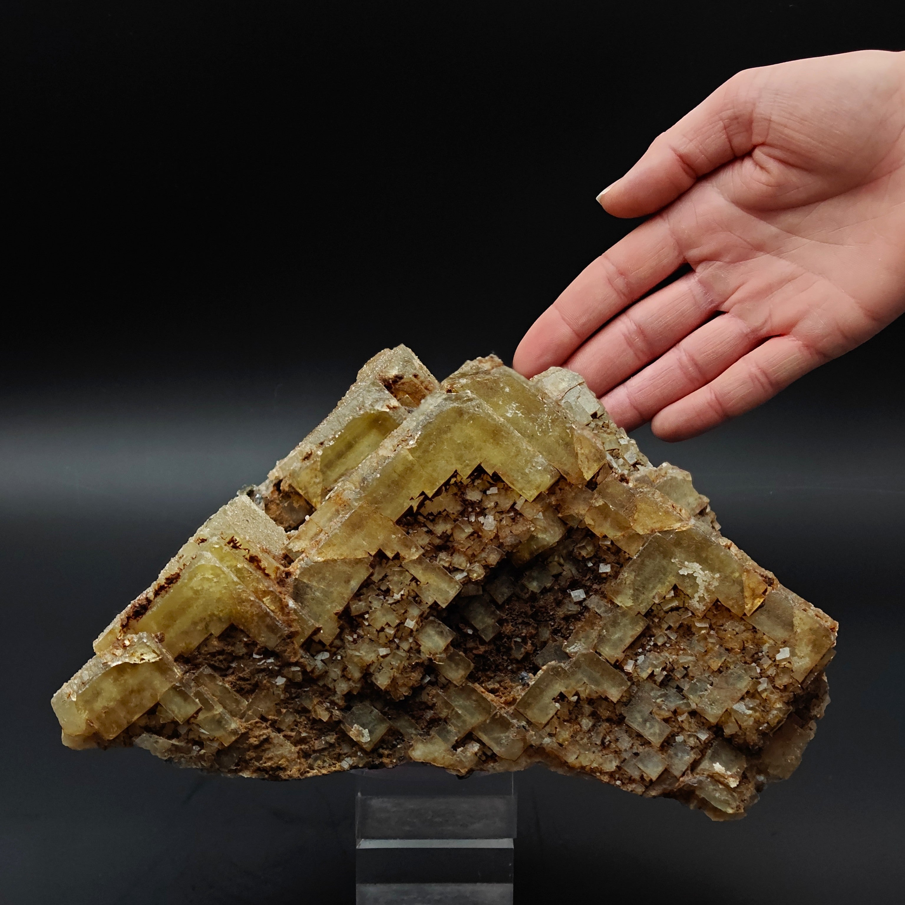 FLUORITE –  Yellow Giant Recrystallized Cubic Crystal with Stepped Growth