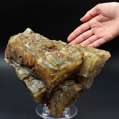Large fluorite specimen with hand for scale showing stepped growth, El Hammam, Morocco