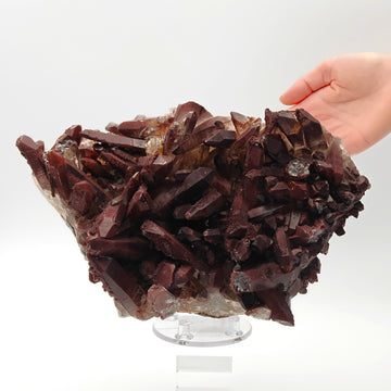 HEMATOID QUARTZ – Spectacular BORDEAUX Crystal Cluster with 7.5 cm Crystals, Morocco