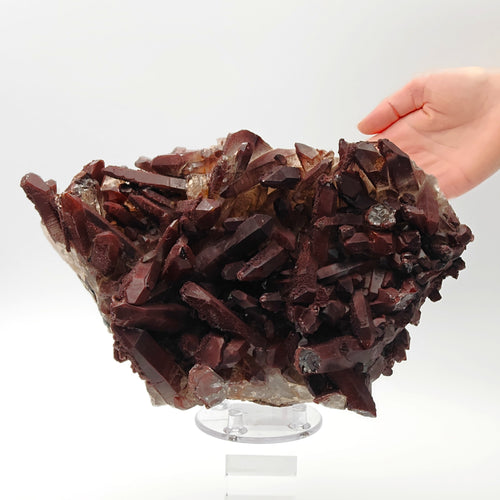 HEMATOID QUARTZ – Spectacular BORDEAUX Crystal Cluster with 7.5 cm Crystals, Morocco
