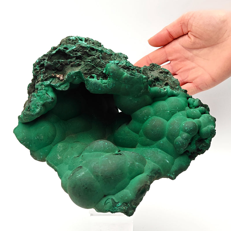 ENORME GEODE da Museo di MALACHITE VERDE dalla RD del Congo