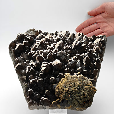 Full view of smoky quartz cluster with pyrite and dolomite held beside a hand for scale