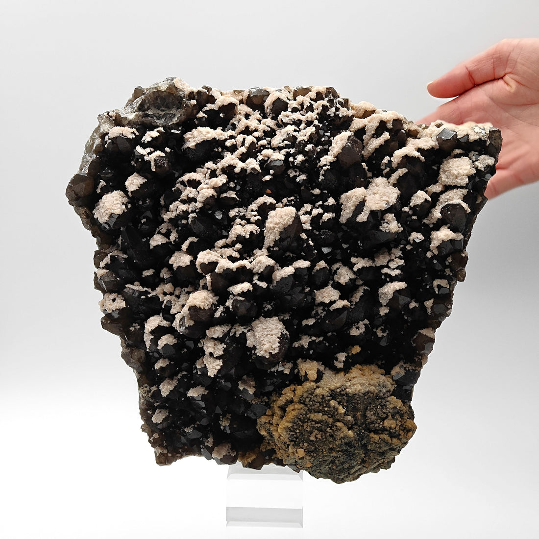 BLACK QUARTZ – Very Dark Smoky Quartz with golden PYRITE and DOLOMITE, Romania