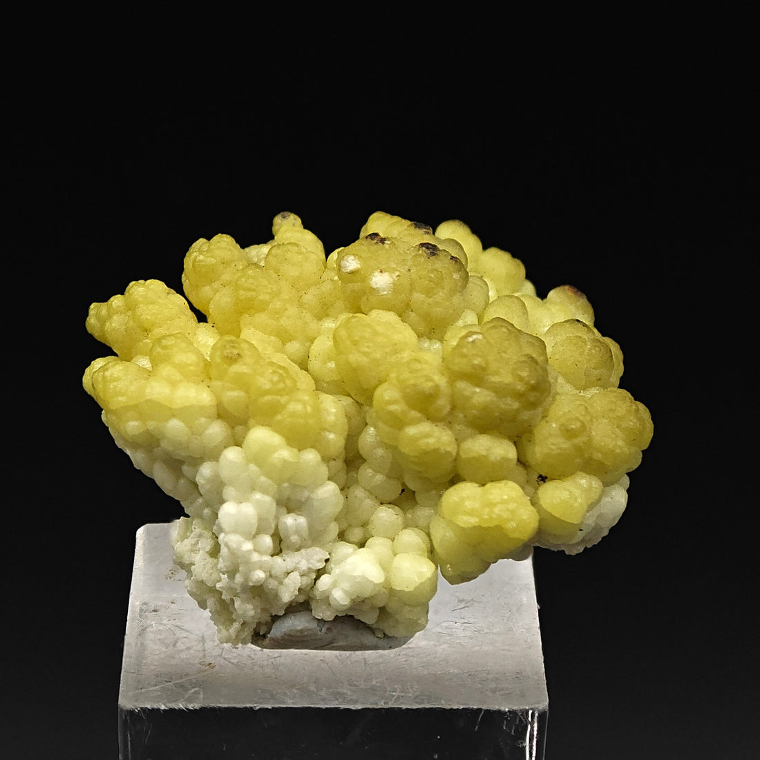 HYALITE OPAL – Extremely Rare Yellow Coralloid Crystals, Santa Lucia Mine, Sardinia, Italy