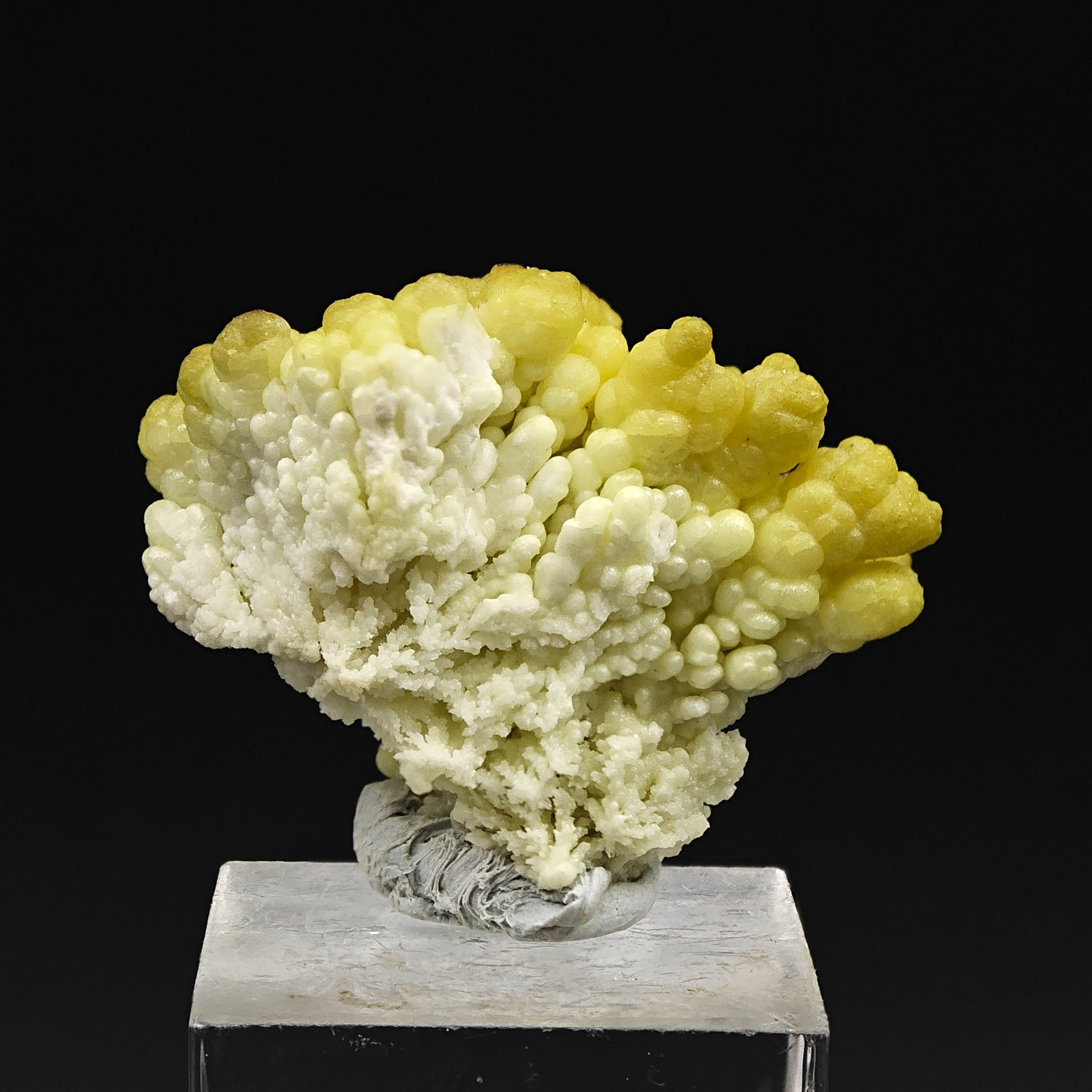 HYALITE OPAL – Extremely Rare Yellow Coralloid Crystals, Santa Lucia Mine, Sardinia, Italy