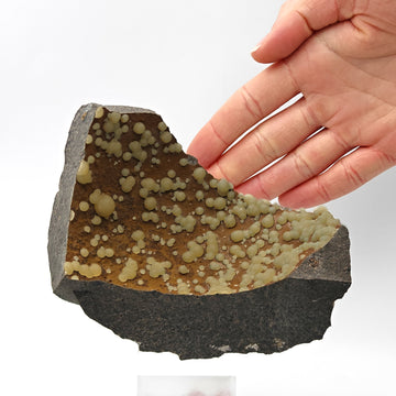 CALCITE – Numerous Yellow Spheres on Dark Basalt, Montalto di Castro, Italy