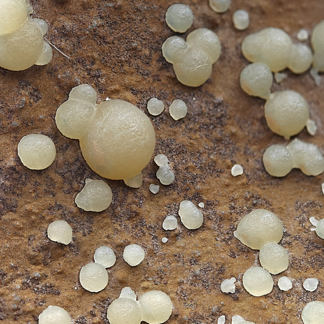 CALCITE – Numerous Yellow Spheres on Dark Basalt, Montalto di Castro, Italy