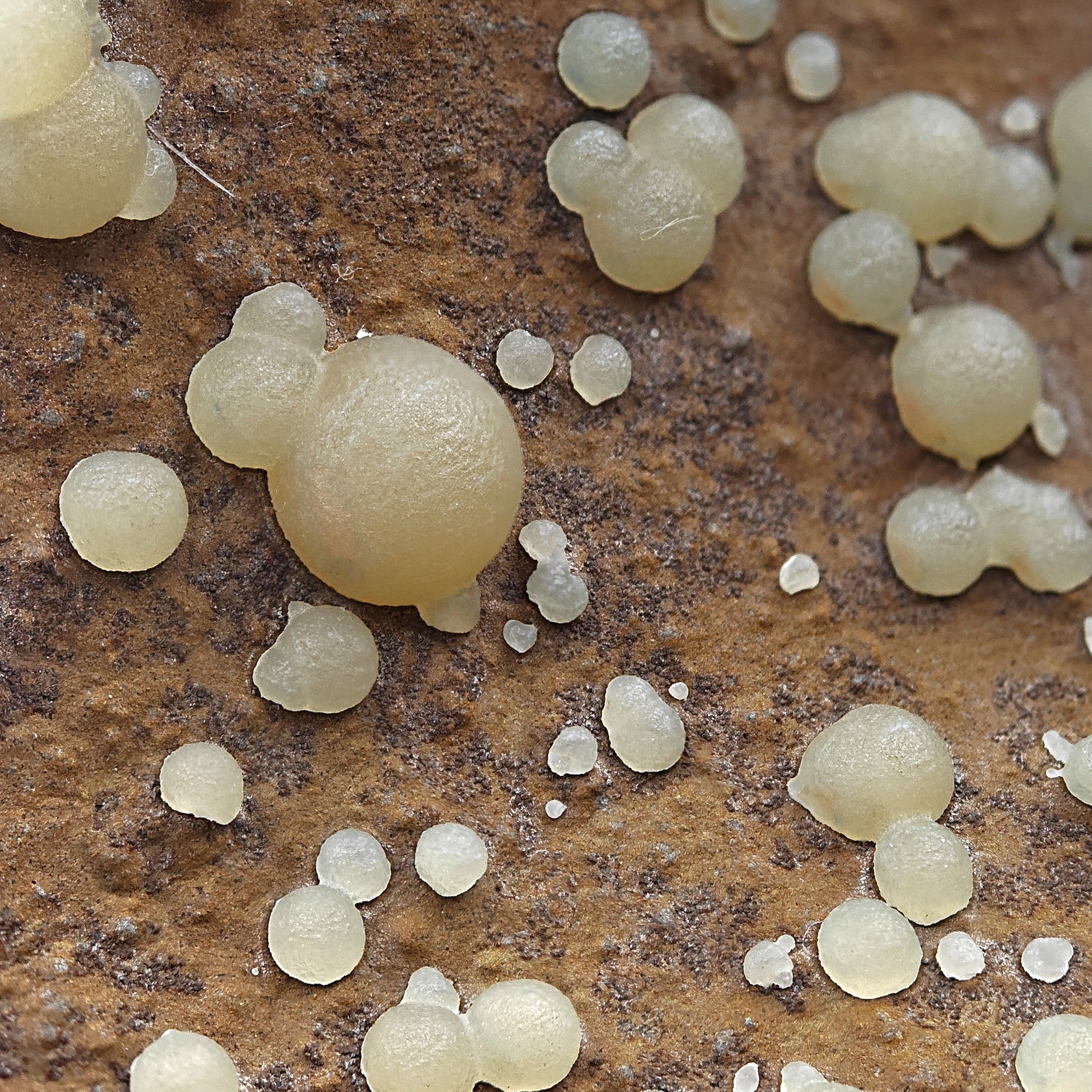 CALCITE – Numerous Yellow Spheres on Dark Basalt, Montalto di Castro, Italy