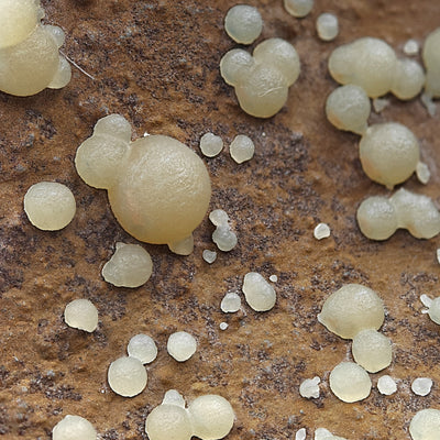 Close-up of translucent yellow botryoidal calcite spheres with waxy luster, Campomorto Quarry, Italy