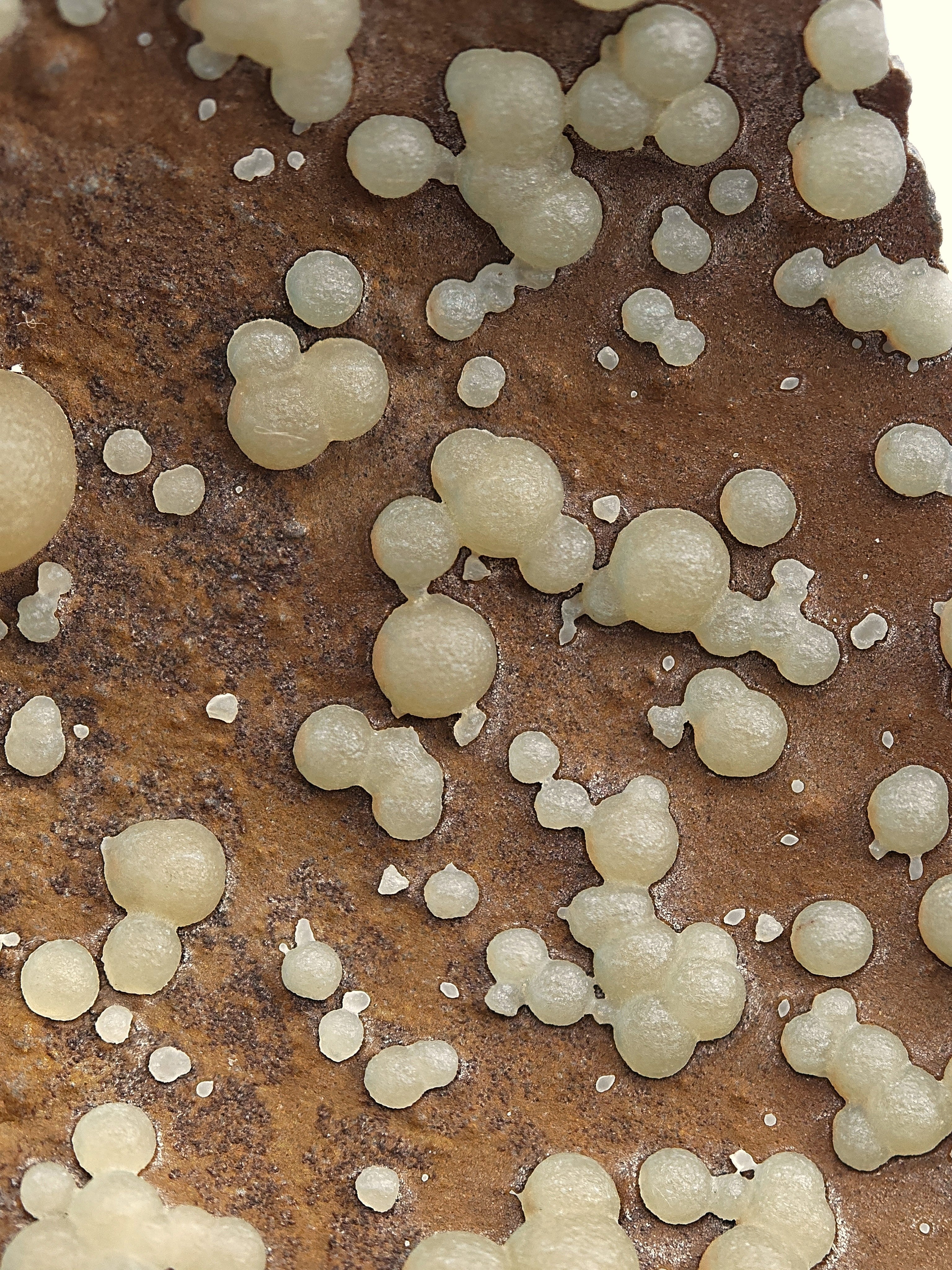 CALCITE – Numerous Yellow Spheres on Dark Basalt, Montalto di Castro, Italy
