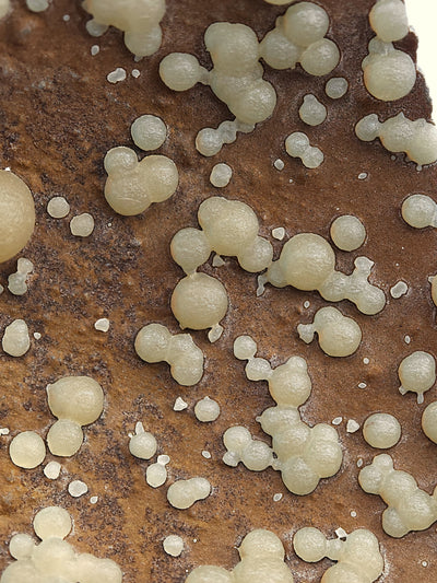 Detail view of botryoidal calcite aggregates showing globular habit, Montalto di Castro, Italy
