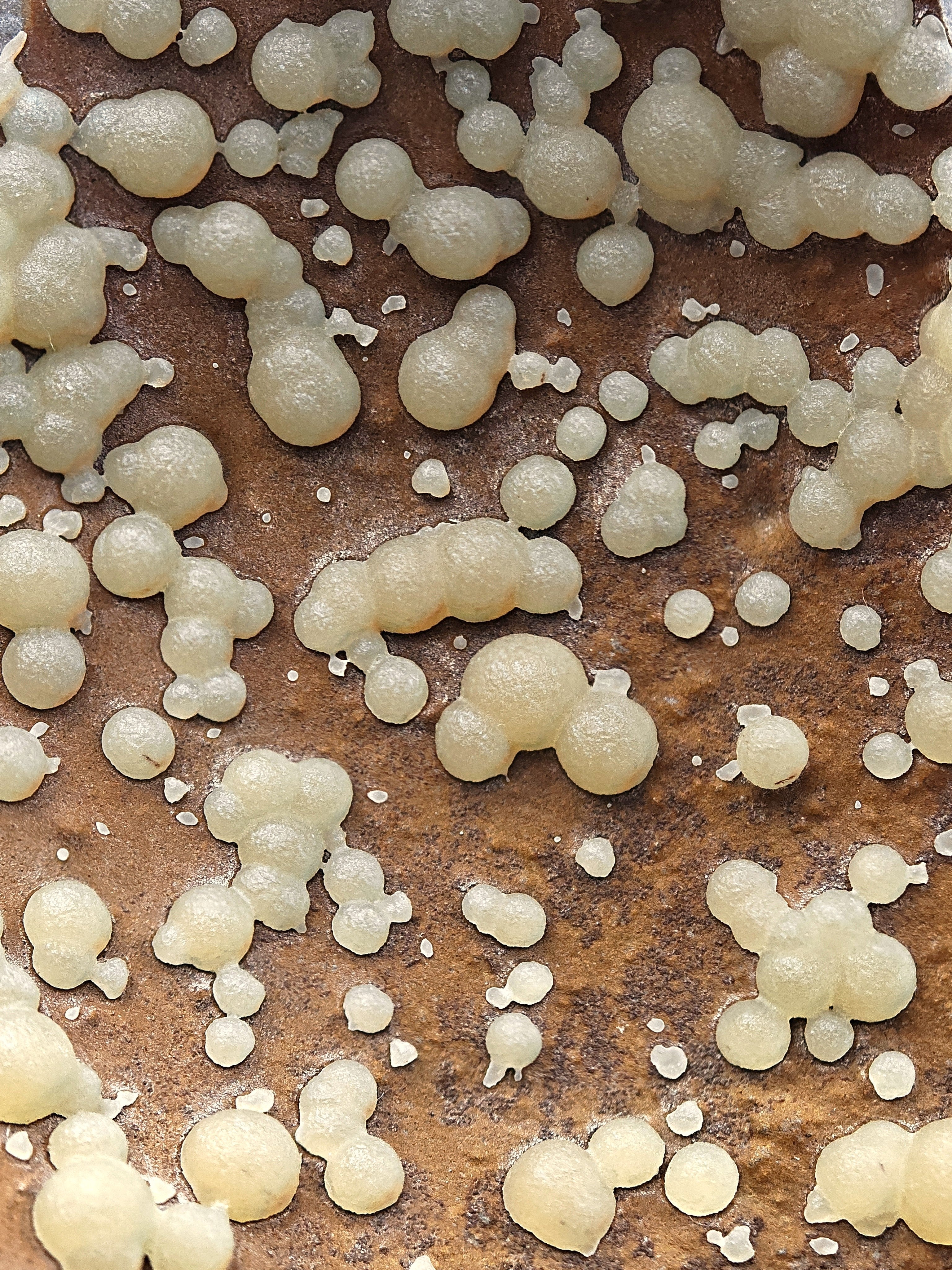 CALCITE – Numerous Yellow Spheres on Dark Basalt, Montalto di Castro, Italy