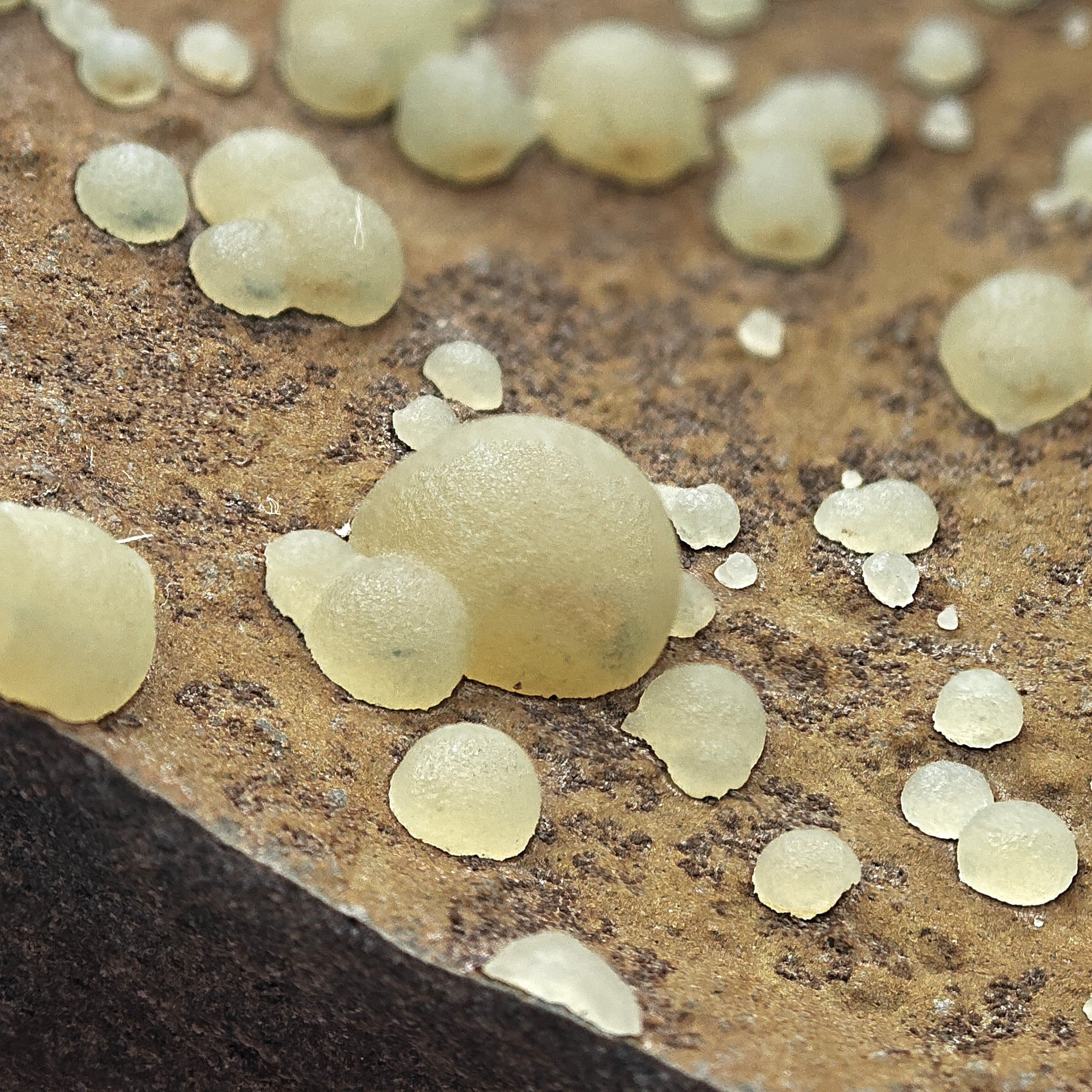 CALCITE – Numerous Yellow Spheres on Dark Basalt, Montalto di Castro, Italy