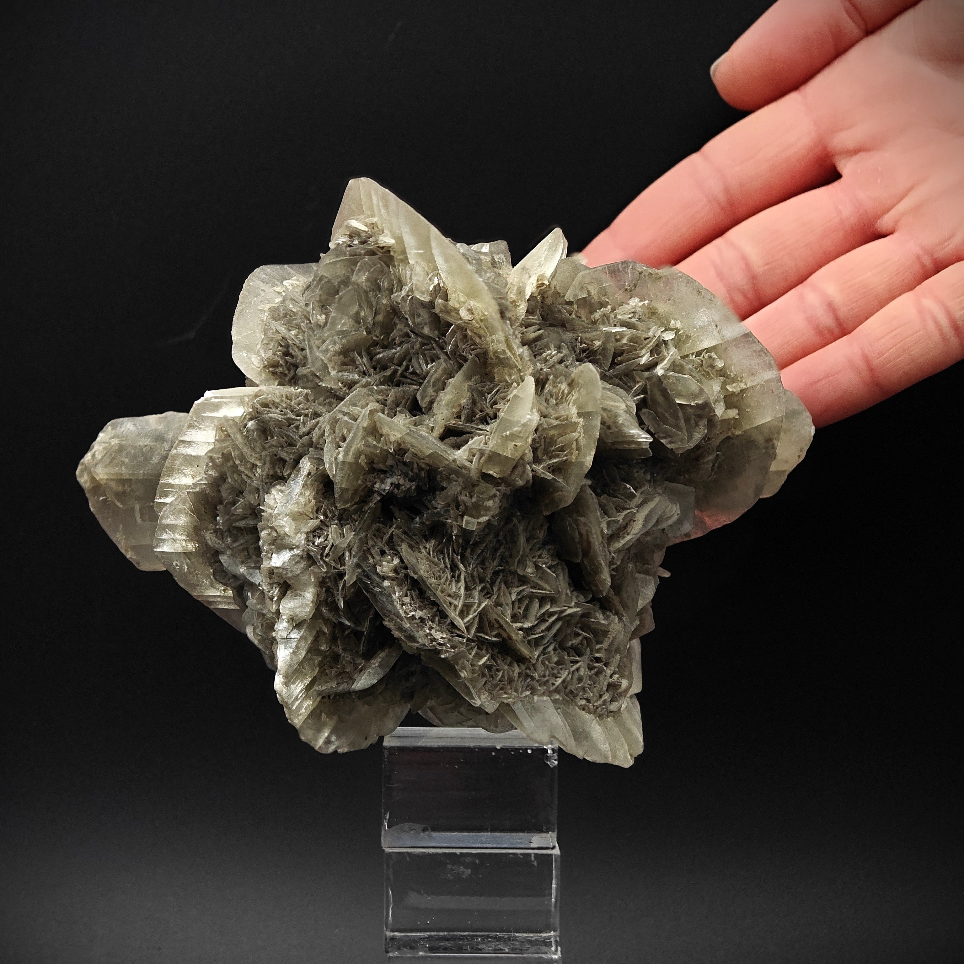 GYPSUM – Desert Rose-Like Crystal Rosette, Vezzano sul Crostolo, Italy