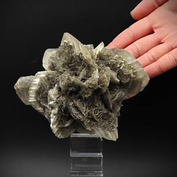GYPSUM – Desert Rose-Like Crystal Rosette, Vezzano sul Crostolo, Italy