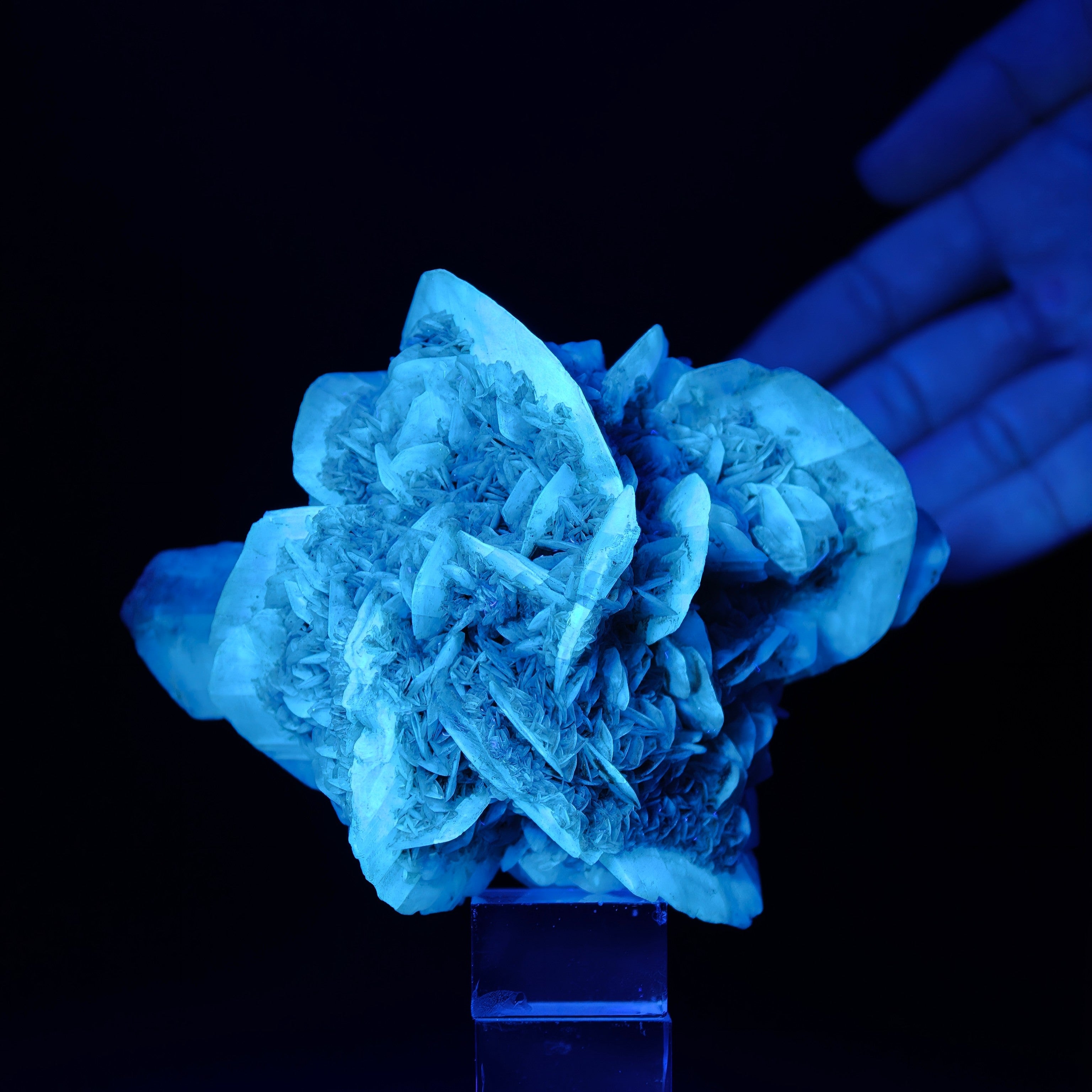 GYPSUM – Desert Rose-Like Crystal Rosette, Vezzano sul Crostolo, Italy