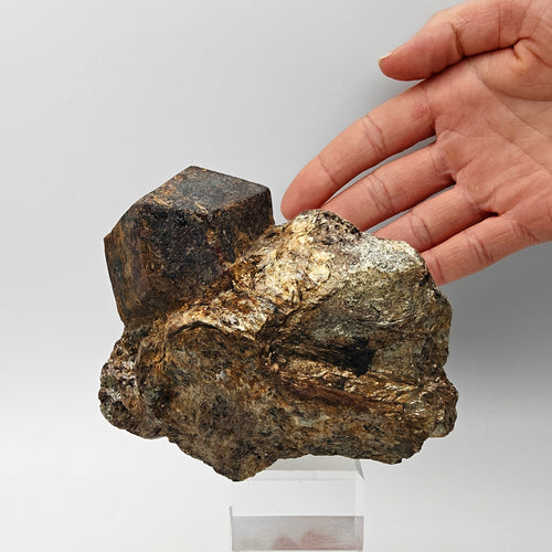 ALMANDINE GARNET – Large Alpine Crystal on Mica Schist, South Tyrol, Italy