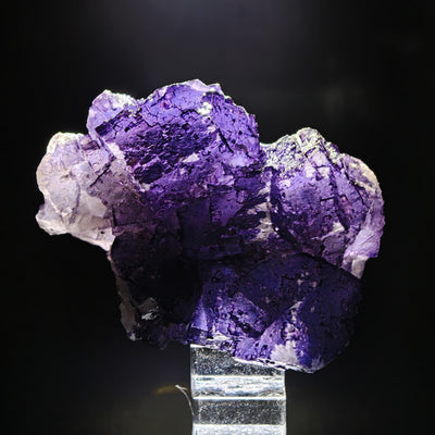 Side view of purple fluorite cluster on black background, Esperanza Mine