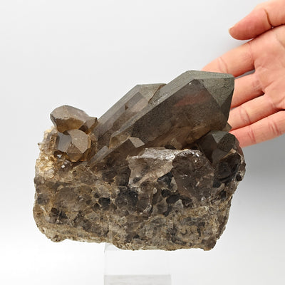 Smoky quartz crystal cluster with hand for scale, Mont Blanc Massif, Courmayeur, Italy