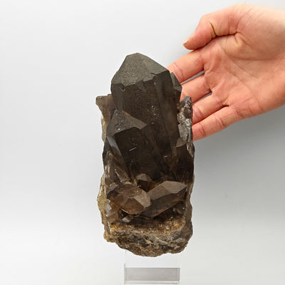 Smoky quartz crystal cluster on matrix with hand for scale, Aosta Valley, Italy