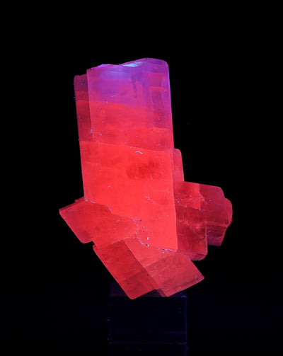 Calcite twin under UV light displaying red fluorescence with blue highlights, Parma