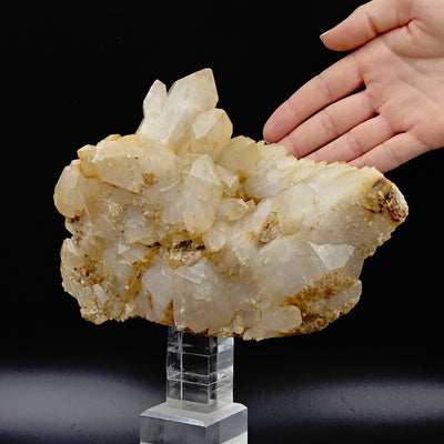 Side view of large Quartz cluster with hand for scale, Gran Paradiso Massif, Italy