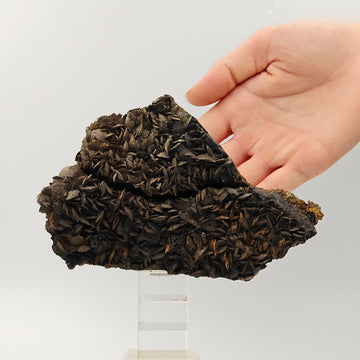 SIDERITE – Lamellar Brown Metallic Crystals, Brosso Mine, Piedmont, Italy