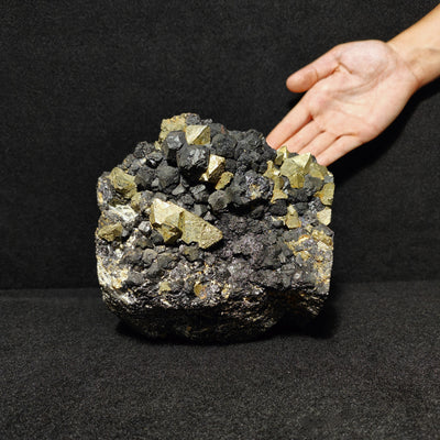 Full view of Pyrite and Magnetite specimen with hand for scale