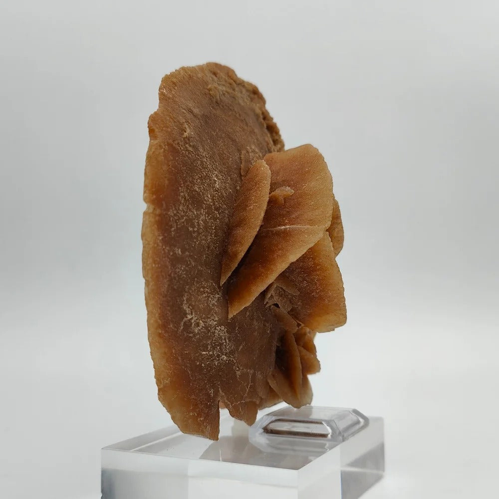 DESERT ROSE – Large Sand Disk from the Grand Erg Desert, Tunisia