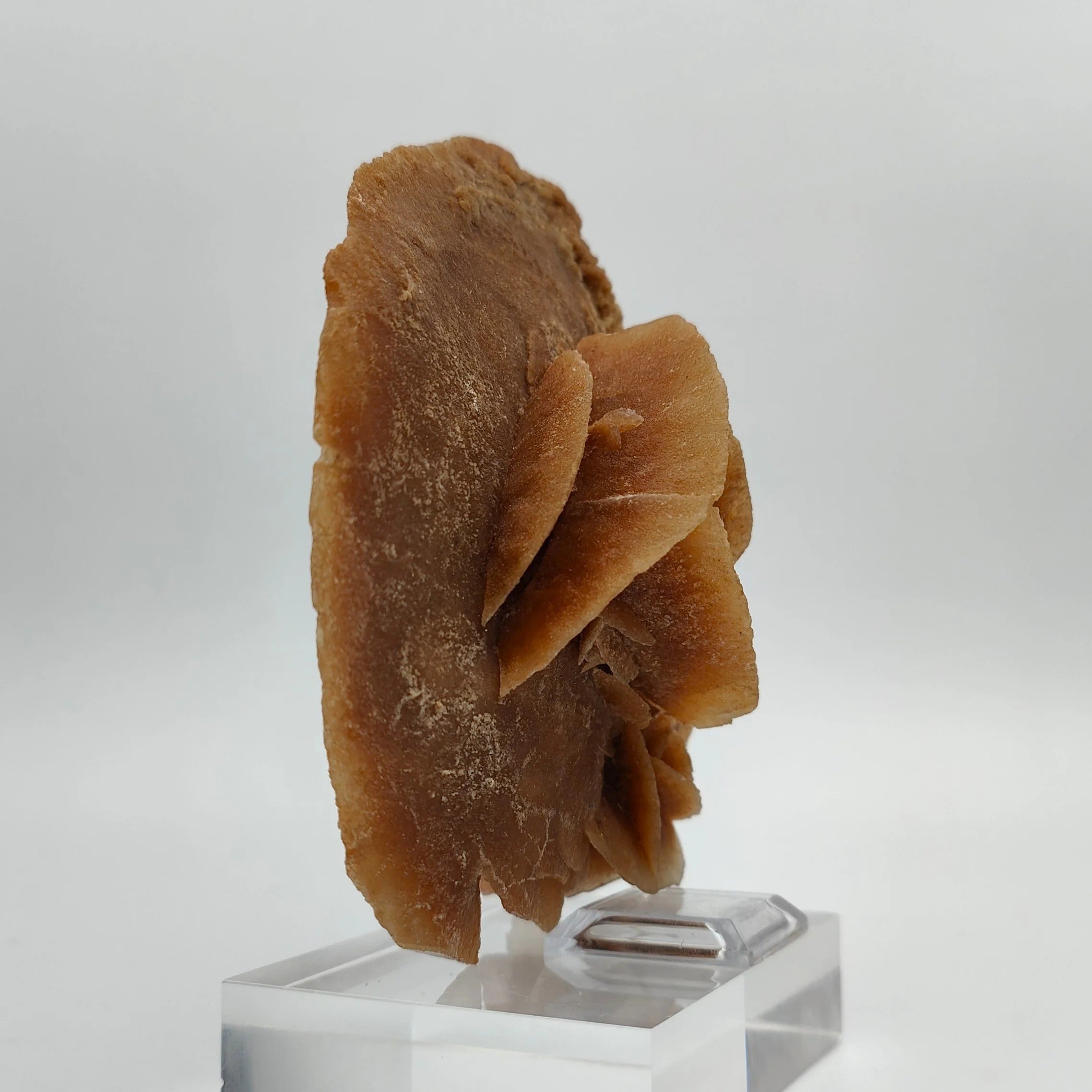 DESERT ROSE – Large Sand Disk from the Grand Erg Desert, Tunisia