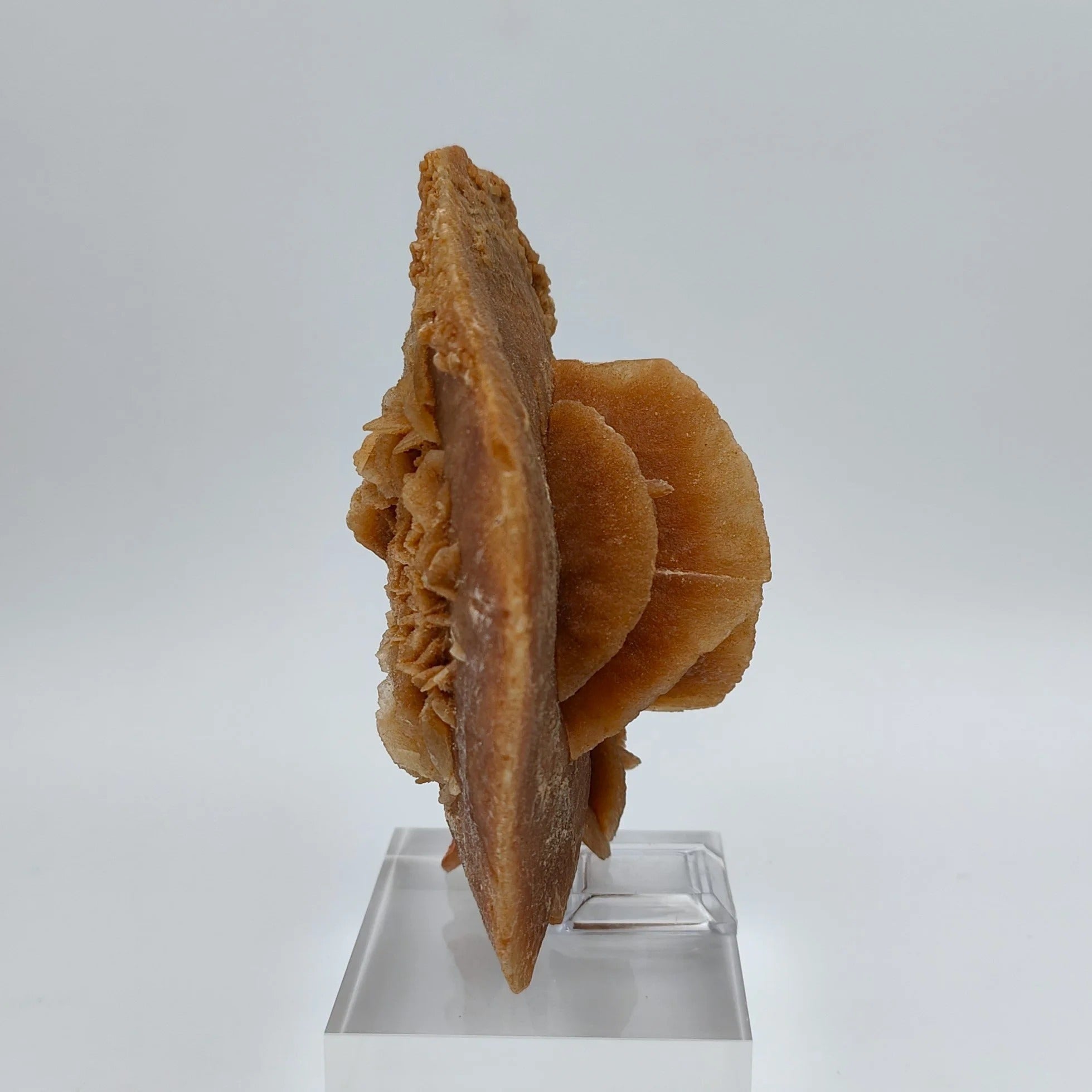 DESERT ROSE – Large Sand Disk from the Grand Erg Desert, Tunisia