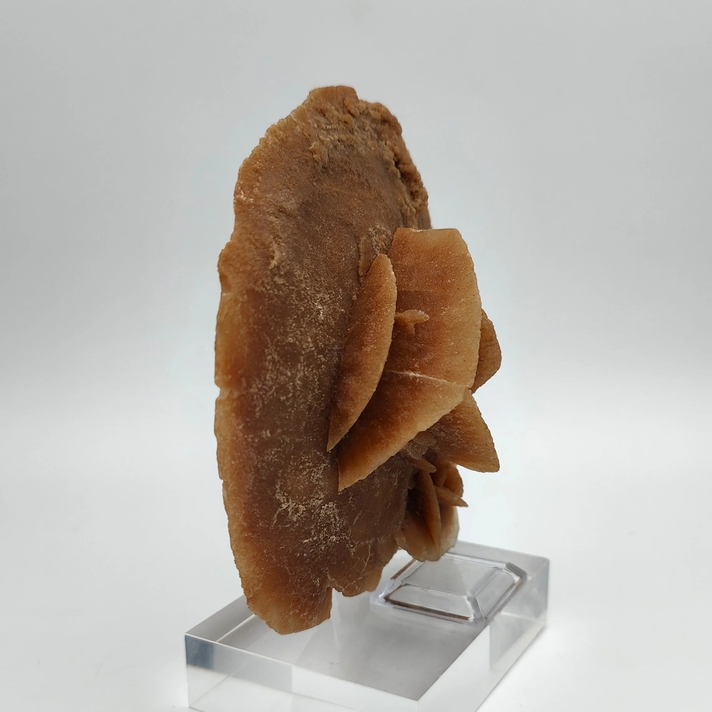 DESERT ROSE – Large Sand Disk from the Grand Erg Desert, Tunisia