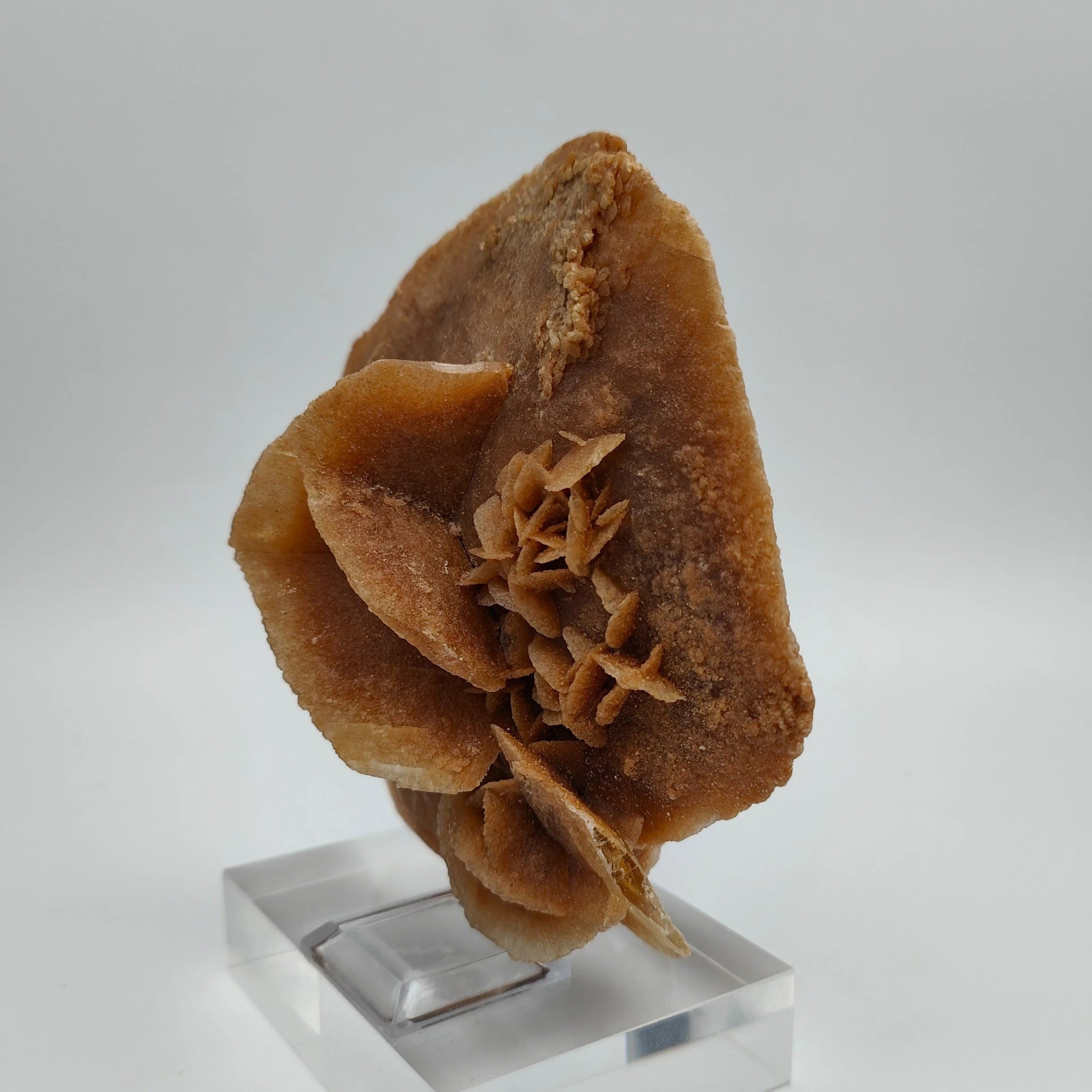DESERT ROSE – Large Sand Disk from the Grand Erg Desert, Tunisia