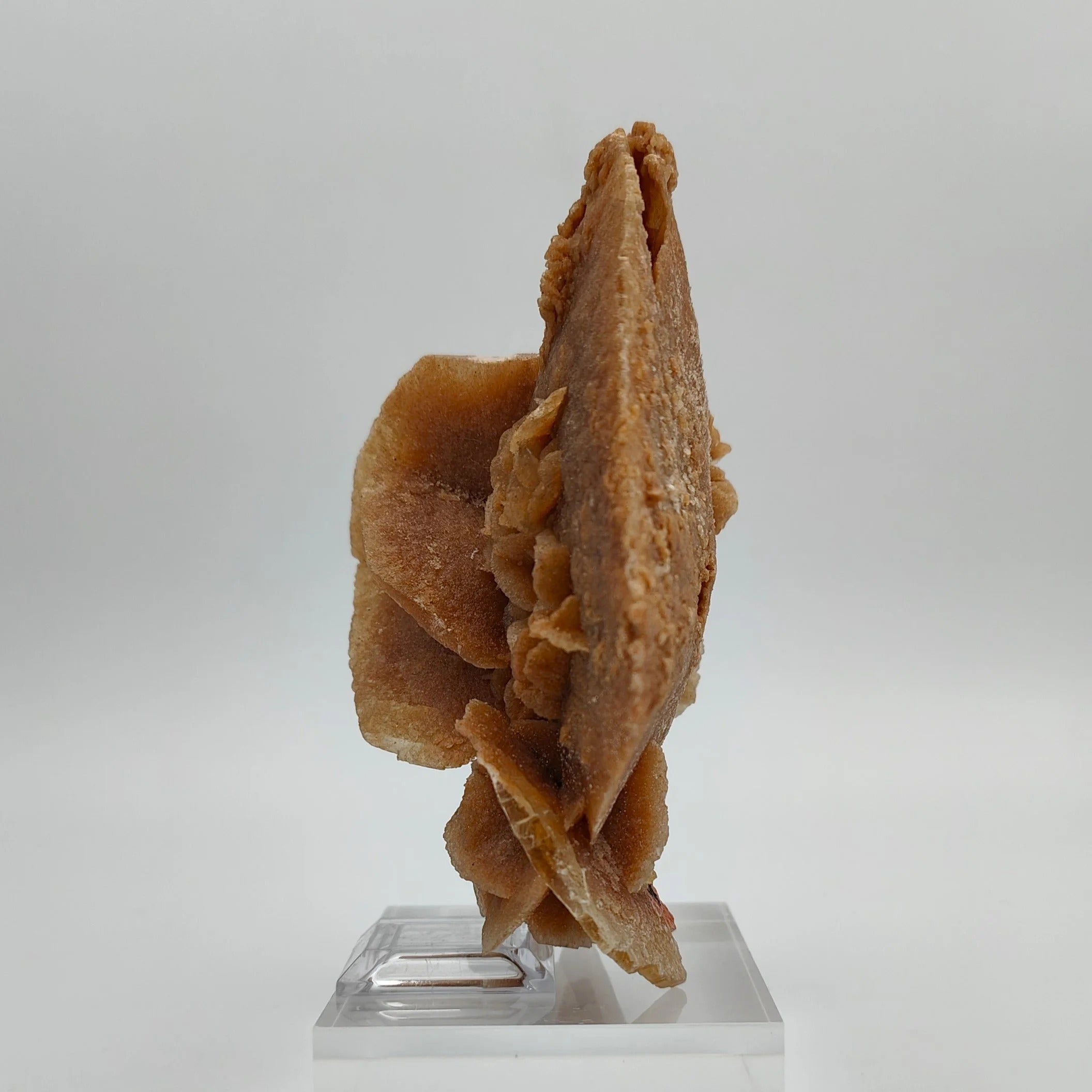 DESERT ROSE – Large Sand Disk from the Grand Erg Desert, Tunisia