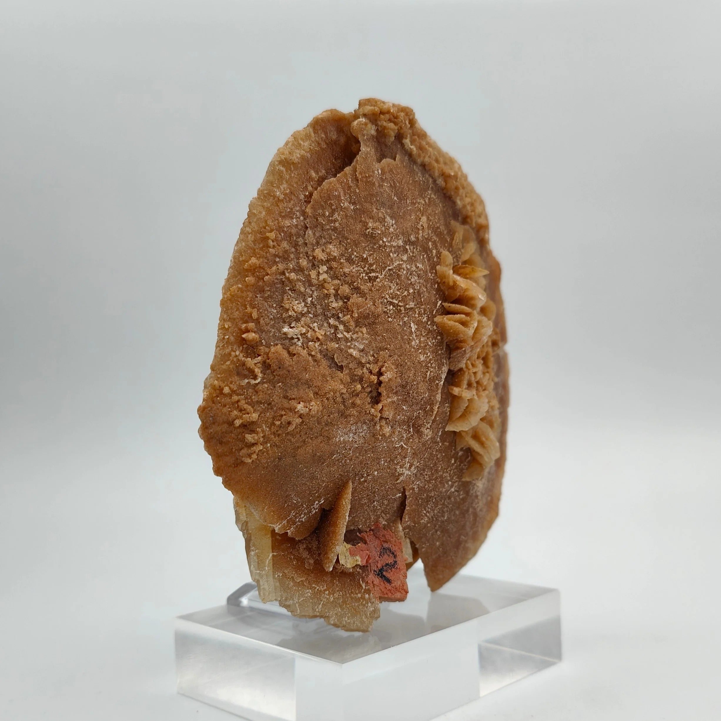 DESERT ROSE – Large Sand Disk from the Grand Erg Desert, Tunisia