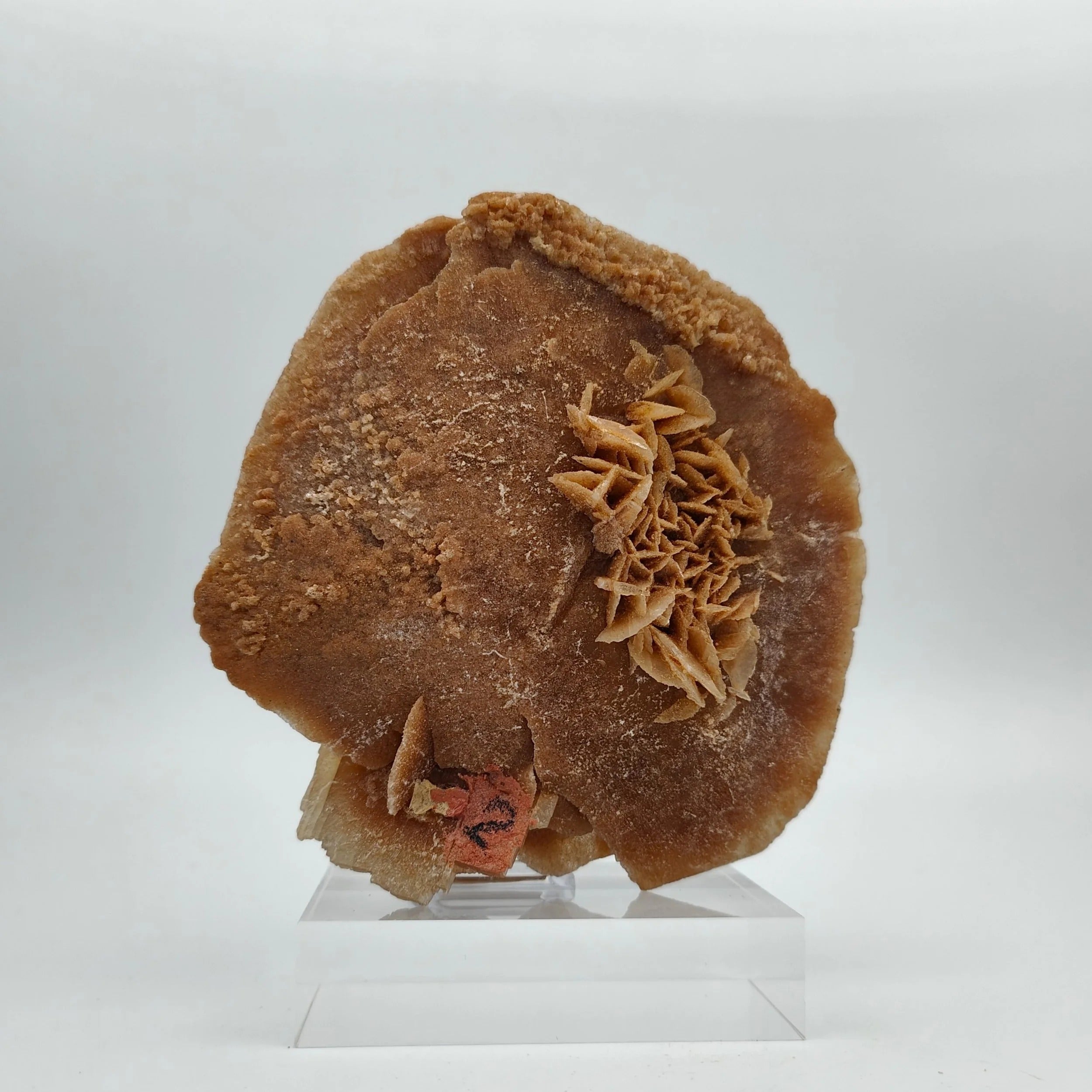 DESERT ROSE – Large Sand Disk from the Grand Erg Desert, Tunisia
